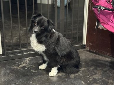 Texas & Northwest Arkansas Miniature & Toy Sized Australian Shepherd Puppies For Sale Aussie Breeder