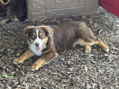 Texas & Northwest Arkansas Miniature & Toy Sized Australian Shepherd Puppies For Sale Aussie Breeder