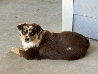 Texas & Northwest Arkansas Miniature & Toy Sized Australian Shepherd Puppies For Sale Aussie Breeder