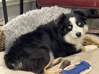 Texas & Northwest Arkansas Miniature & Toy Sized Australian Shepherd Puppies For Sale Aussie Breeder