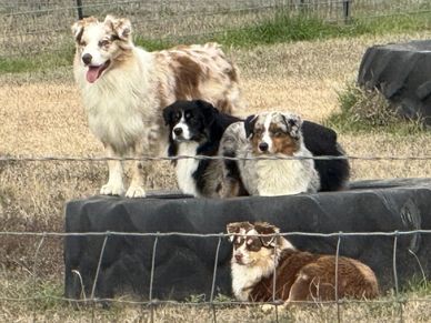 Texas & Northwest Arkansas Miniature & Toy Sized Australian Shepherd Puppies For Sale Aussie Breeder