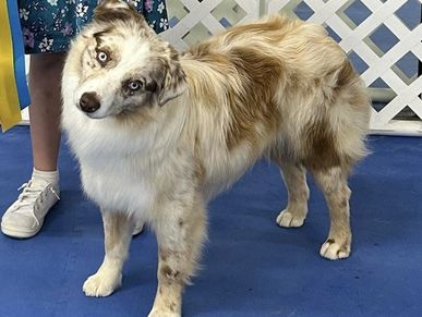 Texas & Northwest Arkansas Miniature & Toy Sized Australian Shepherd Puppies For Sale Aussie Breeder
