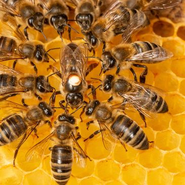 the dotted queen (apis mellifera) and the worker bees around her