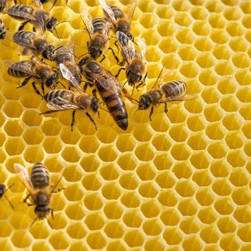Honey bee queen on the wax comb in the bee hive