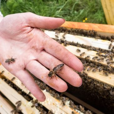 Bee queen on hand of beekeeper