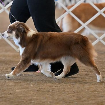 A brown and white dog walking in a show ring.