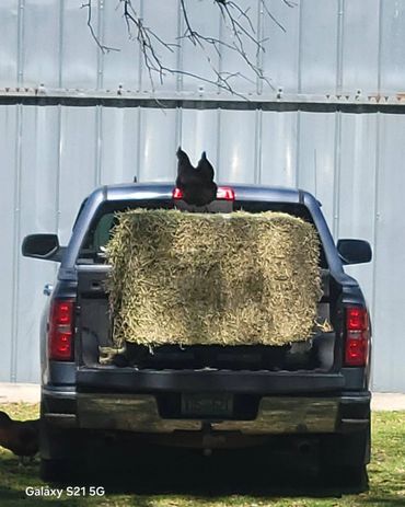 1000# alfalfa bale in the truck