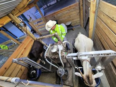 Earl milking the goats on a rainy morning. We have a closed milking system.