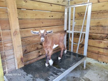 Young Goat on the milking stand