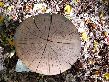 Cherry Wood Minimalist Contemporary Side Table in the Haliburton Forest