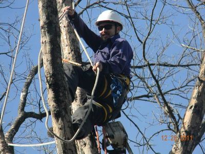 Nashville Tree Service, Tree trimming and removal