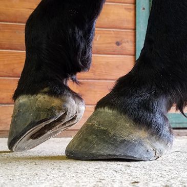 healthy barefoot hooves