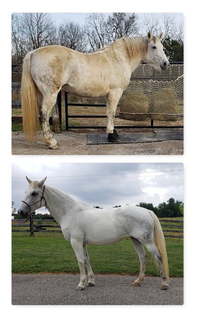 Two side views of white horses in outdoor settings.