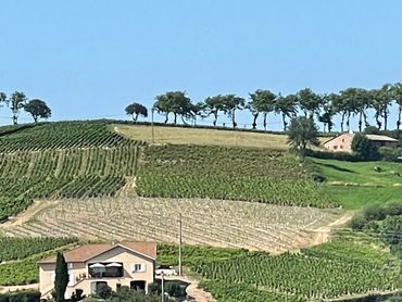 Plan a trip to Beaujolais