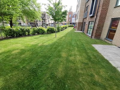 Lawn of communal grounds