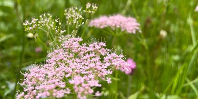 Pretty flowers in the field