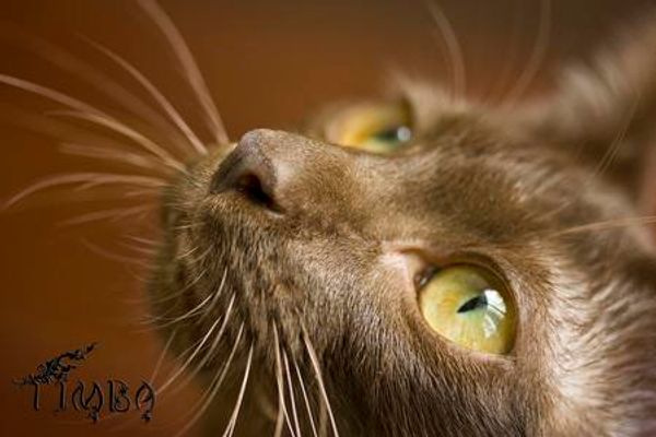 Brown cat looking upwards intently.
