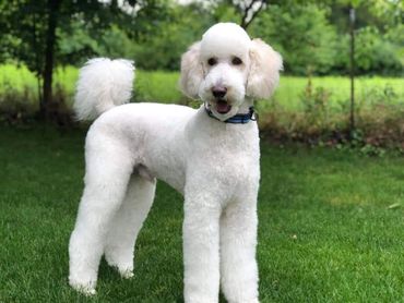 Standard poodles in ohio