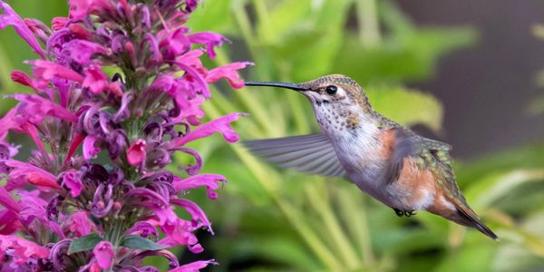 Hummingbird on Agastache