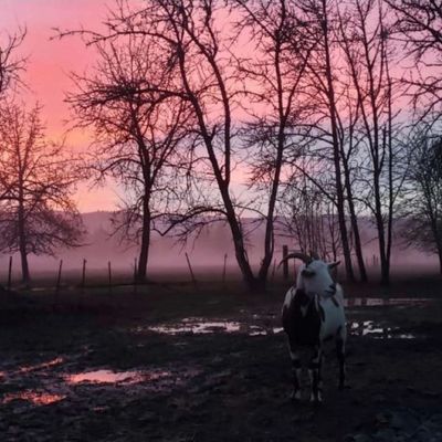 Pink sunset over the sanctuary with a goat in the pasture