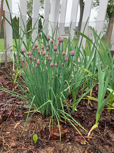 Chives that are budding