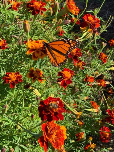 How to attract Monarch Butterflies to your garden