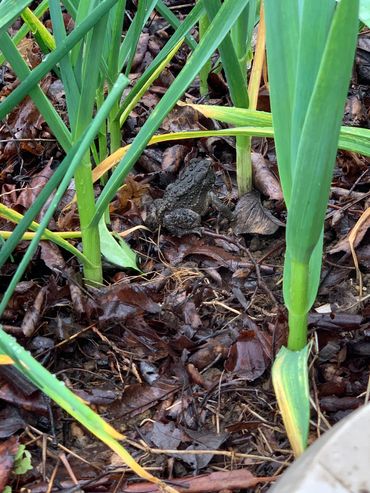 American Toad, Natural Predator, Beneficial in Garden, insect free, bug free, organic garden tips
