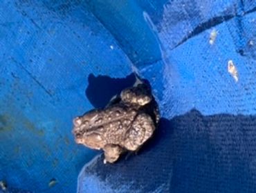Build a toad garden, Benefits of Frogs, Toads, Helpful in Garden, Garden Blog, DIY Toad Garden Blog