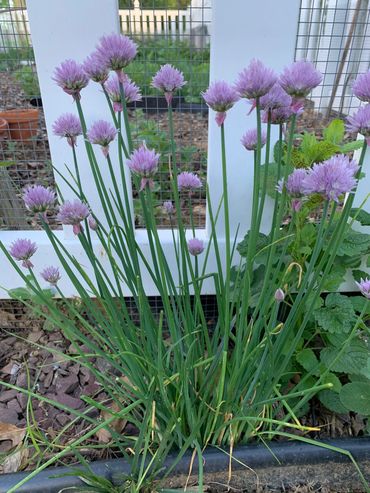 Chives with purple flowers 