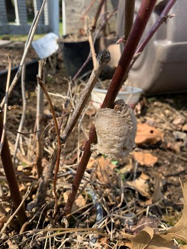 Praying mantis cocoon, beneficial insects, bugs are good for your garden, helpful bugs, garden blog 