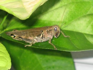 Grasshoppers Good or Bad for your garden?