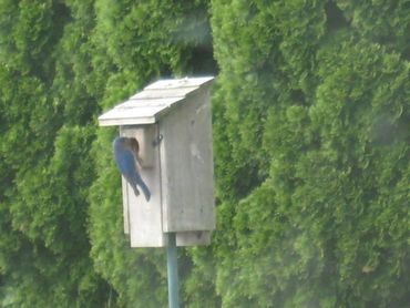How to lure eastern bluebird to your yard