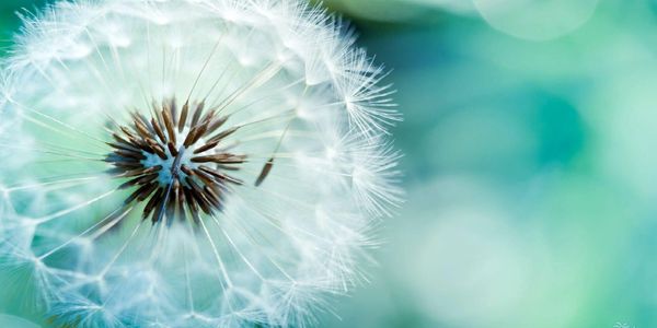 Close-up of a dandelion seed head against a soft green background.