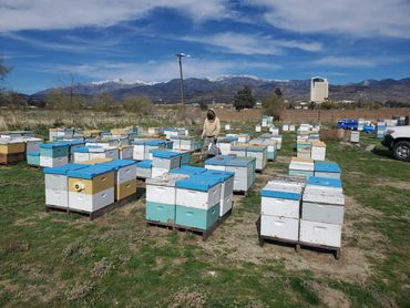 A beekeeper tending to numerous colorful beehives in a mountainous area.