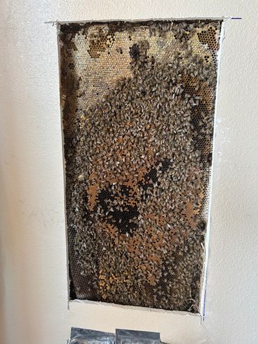 Bee colony with honeycomb inside a wall cavity.