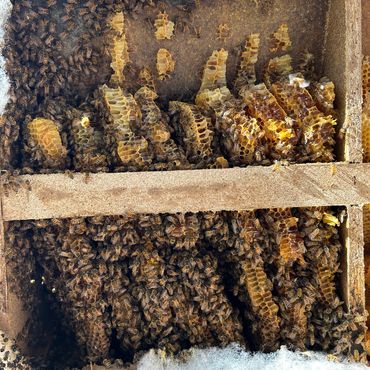 A vibrant beehive with bees actively working on honeycombs.