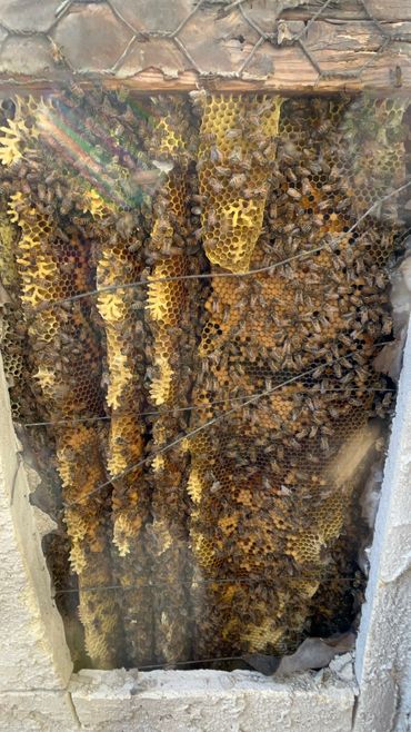 A beehive with honeycombs and many bees inside a wall cavity.