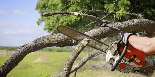 Person cutting tree branches with a chainsaw outdoors.