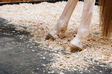 Close-up of a horse's hooves standing on wood shavings.