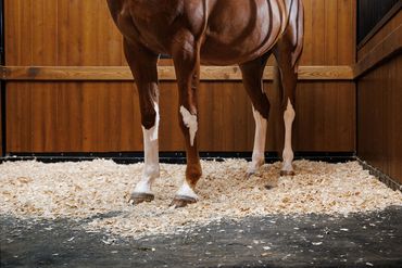 Close-up of a horse's legs in a wooden stable with shavings on the floor.