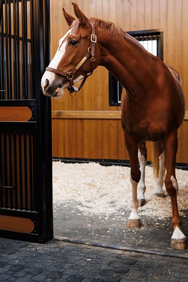 Chestnut horse with white markings in a clean stable.