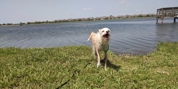 Happy, healthy dog near a lake