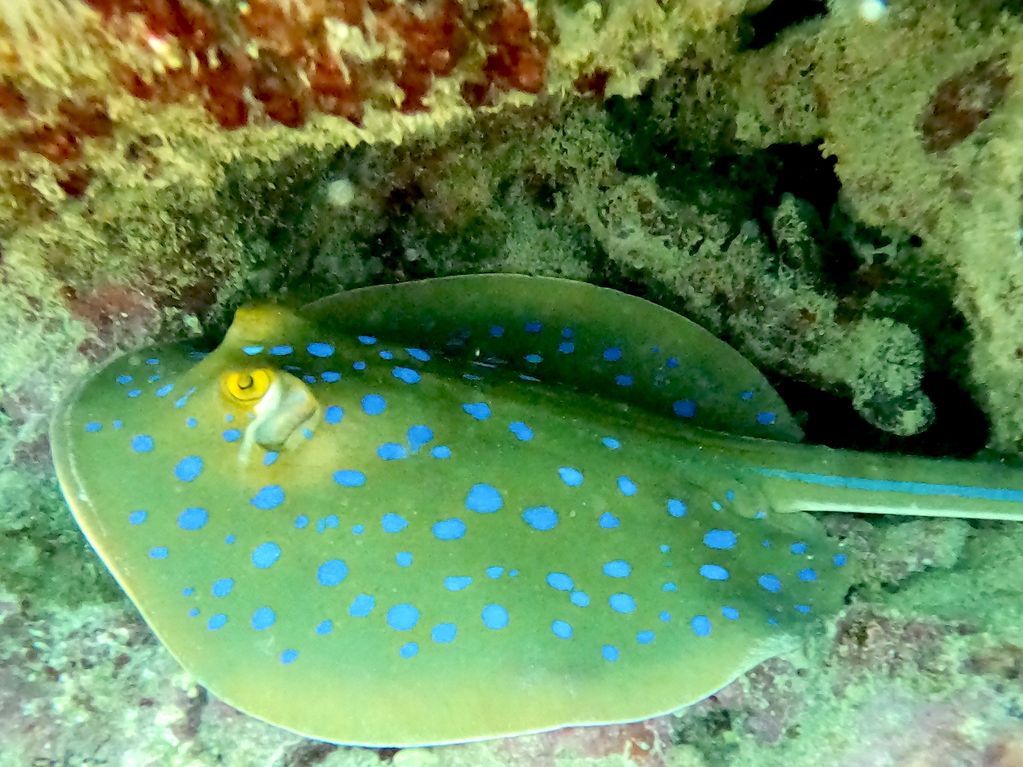 Blue spot Ray