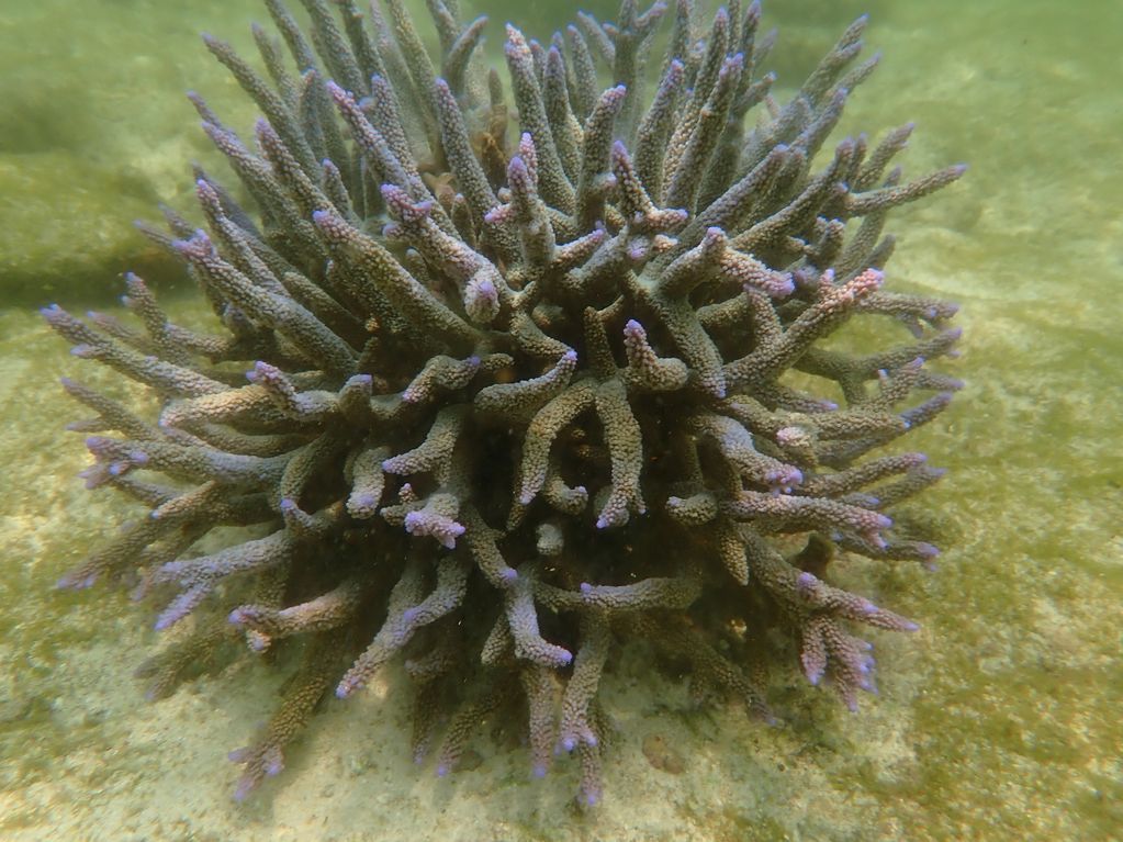 Staghorns