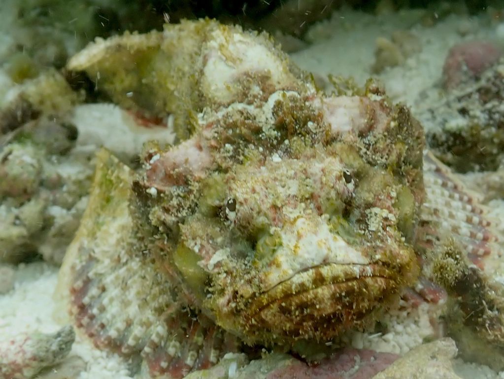 Stone fish