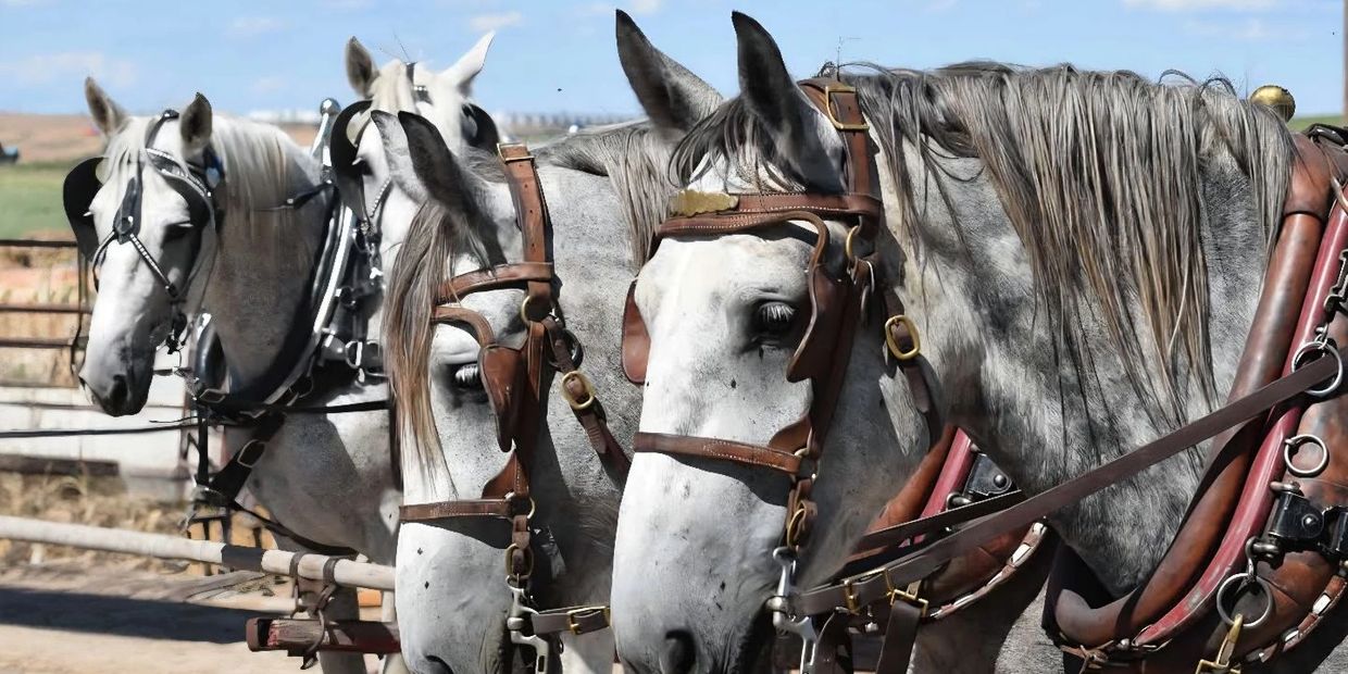 Four gray horses harnessed and lined up outdoors under a clear sky.