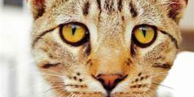 Artificial Eyes of Cats