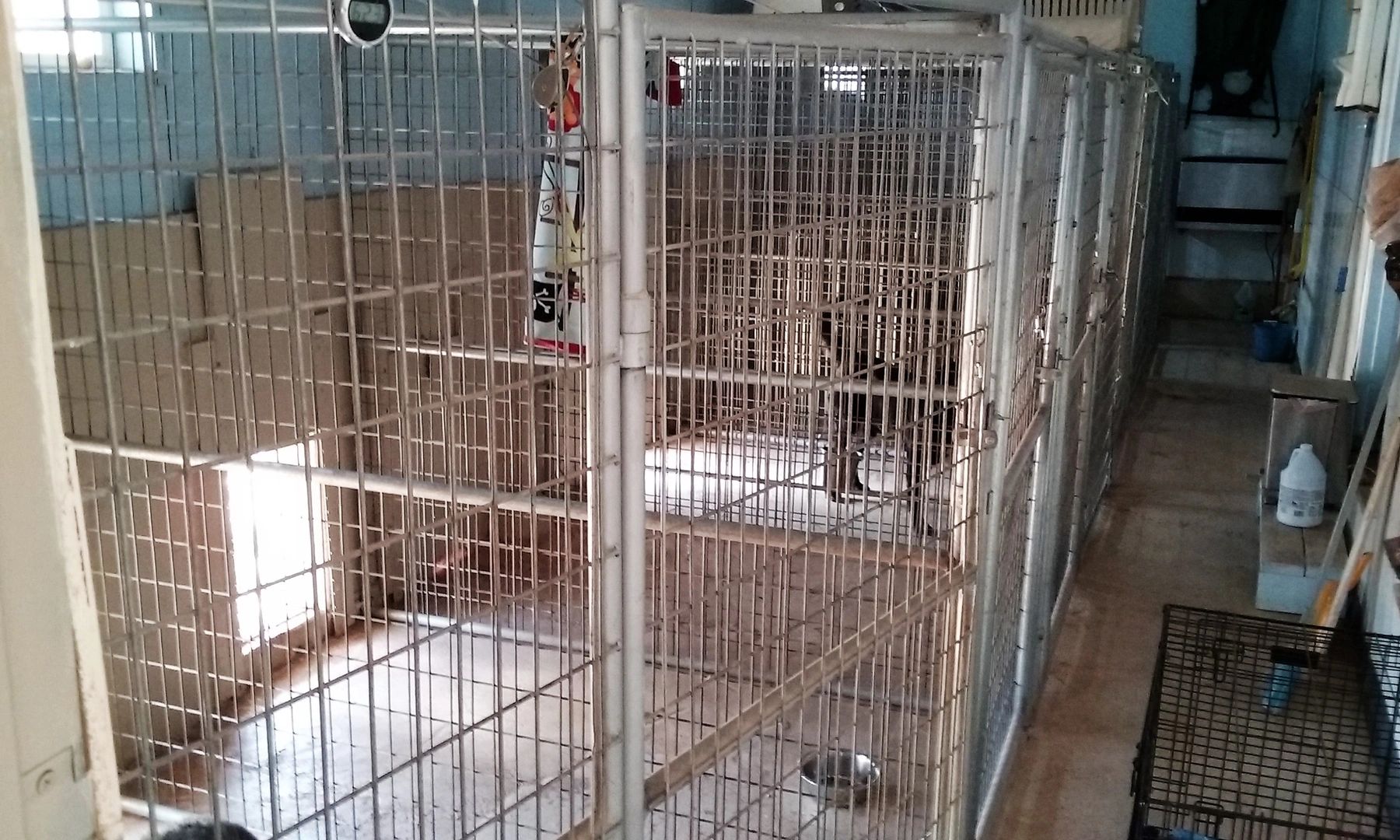 Large boarding, all type, escape artists, special needs, mellow environment, medications, low stress