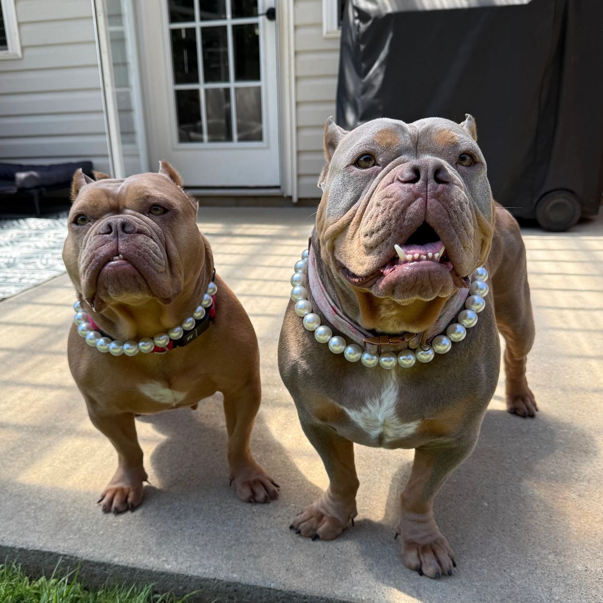 Two bulldogs wearing pearl necklaces.