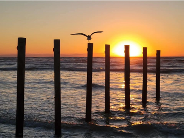 Seagull perched on a wooden post at sunset over the ocean.